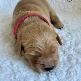 One Male Available - Golden male Golden Retriever puppy in La Verne, California from 4LoveofGoldens
