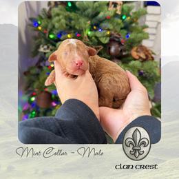 Clan Crest - Mint Collar - Apricot male Goldendoodle puppy in Garland, Texas from Twilight Doodles
