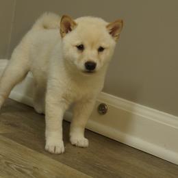 Shiba Inu Puppies from Veronika's Shiba Inus