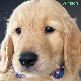 Winston - Golden male Golden Retriever puppy in Vail, Arizona from Retrievers Gold AZ