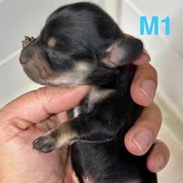 Dolly's Male 1 - Black and cream male Dachshund puppy in Rattan, Oklahoma from Burgett’s Barnyard Dachshunds