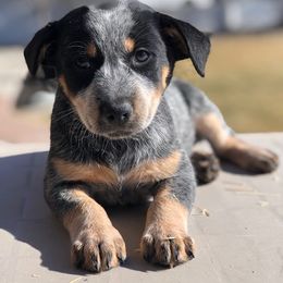 Australian Cattle Dog Puppies from Christensen Heelers