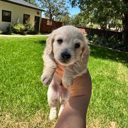 Falkour - Cream male Dachshund puppy in Early, Texas from Ryan House Dachshunds