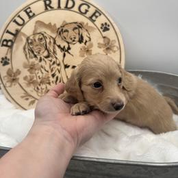 Sweet Potato - Cream female Dachshund puppy in Waynesville, North Carolina from Blue Ridge Doxies