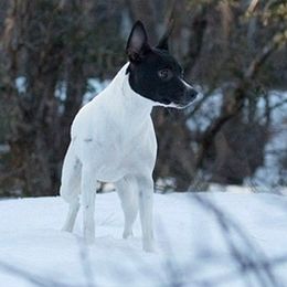 Luna - Rat Terrier