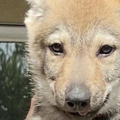DireWolf Blinded by the Light - Yellow gray Czechoslovakian Vlcak puppy in Florida from DireWolf Pack