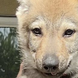 DireWolf Blinded by the Light - Yellow gray Czechoslovakian Vlcak puppy in Florida from DireWolf Pack