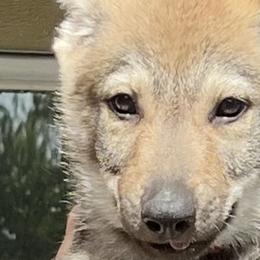 DireWolf Blinded by the Light - Yellow gray Czechoslovakian Vlcak puppy in Florida from DireWolf Pack