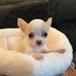 Taquito - Cream and white male Chihuahua puppy in Springfield, Missouri from Casadelopez Tails