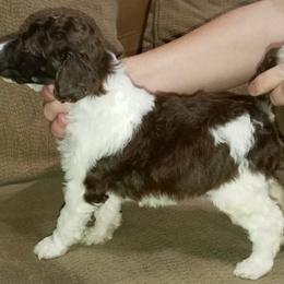 Poodle Puppies from Reeves Family Standard Poodles