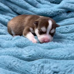Mira - Chocolate female Pomsky puppy in Aberdeen, Idaho from Willow Creek Cresteds