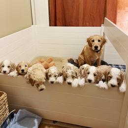 Goldendoodle Puppies from Samara Farms