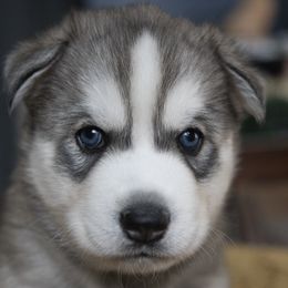 Siberian Huskies from Maryland River