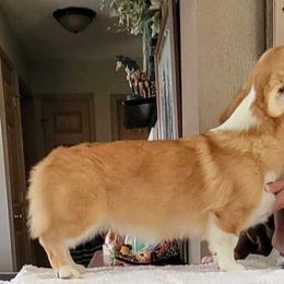 Basset Hound and Pembroke Welsh Corgi Puppies from 4 Sail Quarter Horses and Corgis