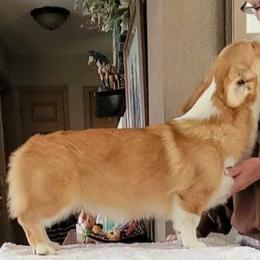 Basset Hound and Pembroke Welsh Corgi Puppies from 4 Sail Quarter Horses and Corgis