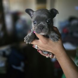 Bo Peep - Blue female French Bulldog puppy in Avondale, Arizona from Montes House of  Frenchies