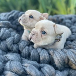 French Bulldogs from Gemballa French Bulldogs