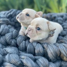 French Bulldogs from Gemballa French Bulldogs