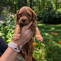 Boy 2 - Red male Cavapoo puppy in Mc Donough, Georgia from GeorgiaCavapoos