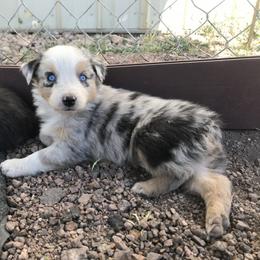 Australian Shepherd Puppies from Wild Souls Australian Shepherds
