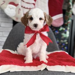 Frosty - Parti male Goldendoodle puppy in St George, Utah from Doodle Bears of Southern Utah
