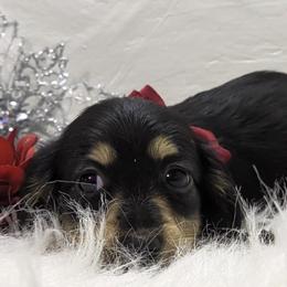 Girl 1 - Black and cream female Dachshund puppy in Mt. Sterling, Illinois from Doxie Do's