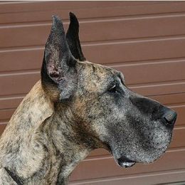 Great Danes from Jerdans Great Danes