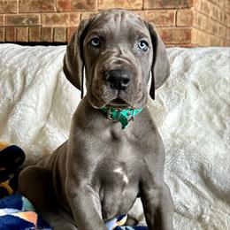Bolt - Great Dane puppy from Blue Thunder Danes