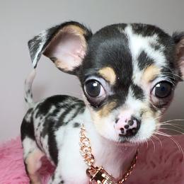 Chihuahua Puppies from Petite Pups LLC