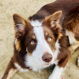 Border Collies from Wayward Sun Border Collies