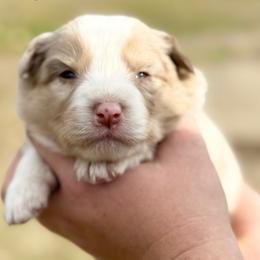 Erin - Red merle female Border Collie puppy in Sanger, California from Flying M Cactus Ranch Buddies