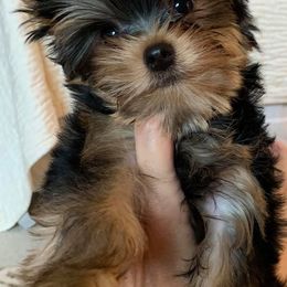 Yorkshire Terrier Puppies from Panache Yorkies