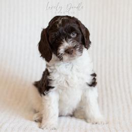 Lavender Collar Girl - Chocolate female Australian Labradoodle puppy in Thousand Oaks, California from Lovely Doodle Lane