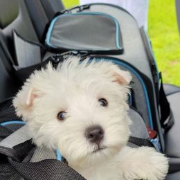 West Highland White Terrier and Yorkshire Terrier Puppies from Debra Burnett
