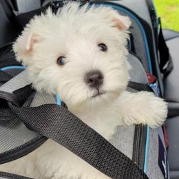 West Highland White Terrier and Yorkshire Terrier Puppies from Debra Burnett