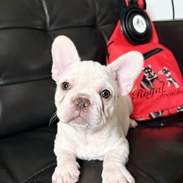 Rhea - White female French Bulldog puppy in Middletown, Rhode Island from Royal Frenchies LLC