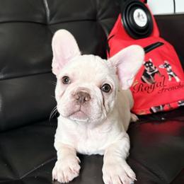 Rhea - White female French Bulldog puppy in Middletown, Rhode Island from Royal Frenchies LLC