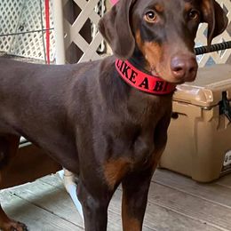 Doberman Pinschers from Down the Leash