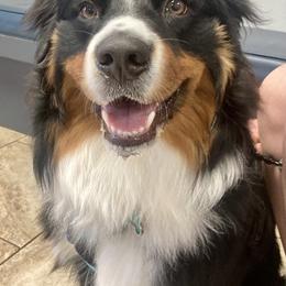 Australian Shepherd All Grown Up from Muckalee Lane Aussies