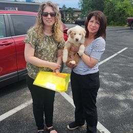 "Charlie- Southport, Sc" Australian Shepherd Puppies from Holly Ridge Aussies