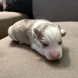 4th born and female puppy - Merle female Pomsky puppy in West Sacramento, California from Pinkie's Pomskies