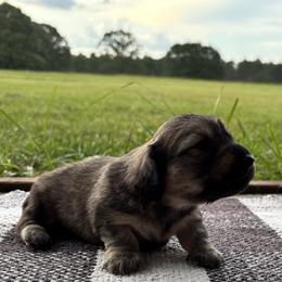 Shade cream - Cream female Dachshund puppy in Crestview, Florida from Neverending Dachies