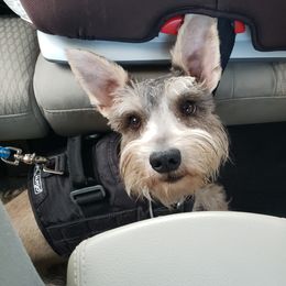 Vida - Miniature Schnauzer