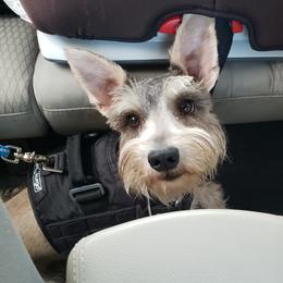 Vida - Miniature Schnauzer