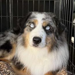 Blue - Miniature Australian Shepherd