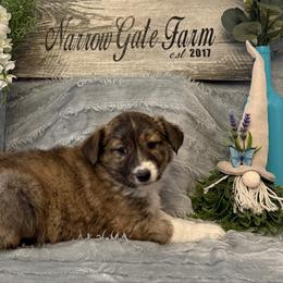 Trick - Brindle female Border Collie puppy in Moody, Texas from Narrow Gate Farm
