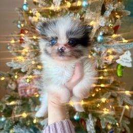 Prancer - Blue merle female Pomeranian puppy in Stroud, Oklahoma from Laik’s Little Shihtz & Poms
