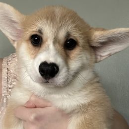 Pembroke Welsh Corgi Puppies from Brilliant Breeds