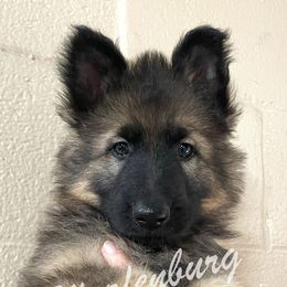 German Shepherd Puppies from Warfenburg
