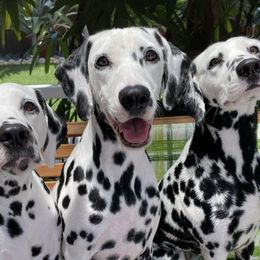 Dalmatians from 4 AM Dalmatians